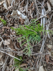 Vicia tenuifolia