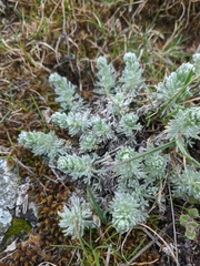 Artemisia austriaca