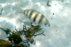 Diplodus hottentotus