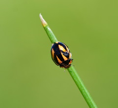 Micraspis flavovittata