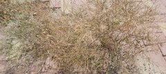 Sisymbrium irio
