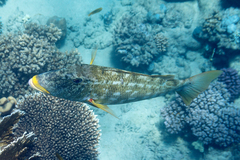 Lethrinus xanthochilus