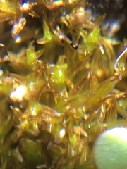Geheebia tophacea