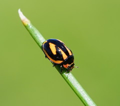 Micraspis flavovittata