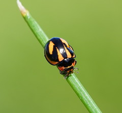 Micraspis flavovittata