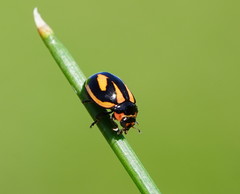 Micraspis flavovittata