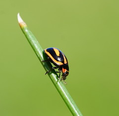 Micraspis flavovittata