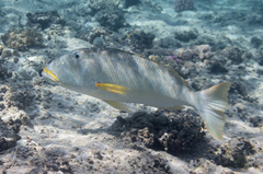 Lethrinus xanthochilus