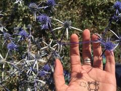 Eryngium hookeri