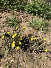 Tussilago farfara