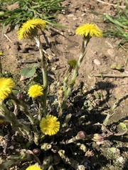 Tussilago farfara