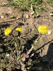 Tussilago farfara
