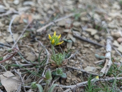 Ceratocephala falcata