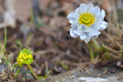 Trollius lilacinus