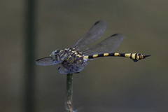 Ictinogomphus dobsoni