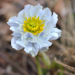 Trollius lilacinus