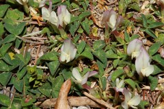 Trifolium uniflorum
