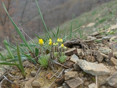 Ceratocephala falcata