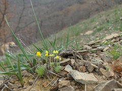 Ceratocephala falcata