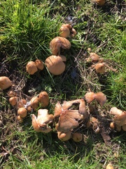 Coprinellus micaceus