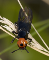 Creophilus lanio