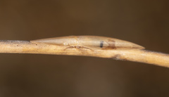 Paradorydium