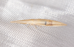 Paradorydium