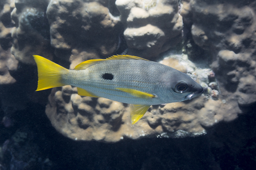 Blackspot snapper (Lutjanus ehrenbergii) — Lutjanidae — 3