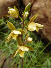Eulophia coddii