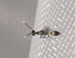 Petiolacus