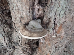 Ganoderma gibbosum