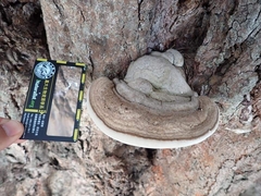 Ganoderma gibbosum