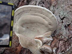 Ganoderma gibbosum