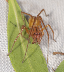 Cheiracanthium gracile