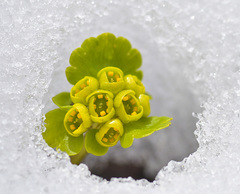 Chrysosplenium nudicaule