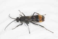 Calopompilus raptor