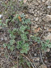 Hedysarum candidum