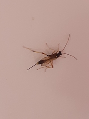Ichneumonidae