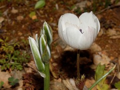Ornithogalum boucheanum