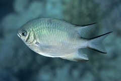 Amblyglyphidodon indicus