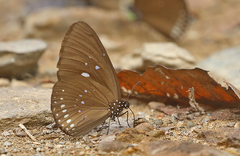 Euploea midamus