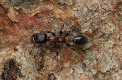 Podomyrma elongata