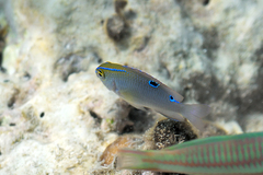 Chrysiptera unimaculata