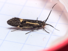 Esperia sulphurella