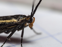 Esperia sulphurella