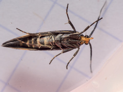 Esperia sulphurella