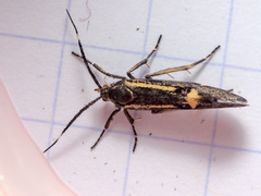 Esperia sulphurella