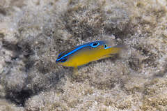 Chrysiptera unimaculata