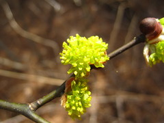 Lindera obtusiloba