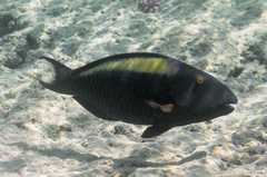 Cetoscarus bicolor